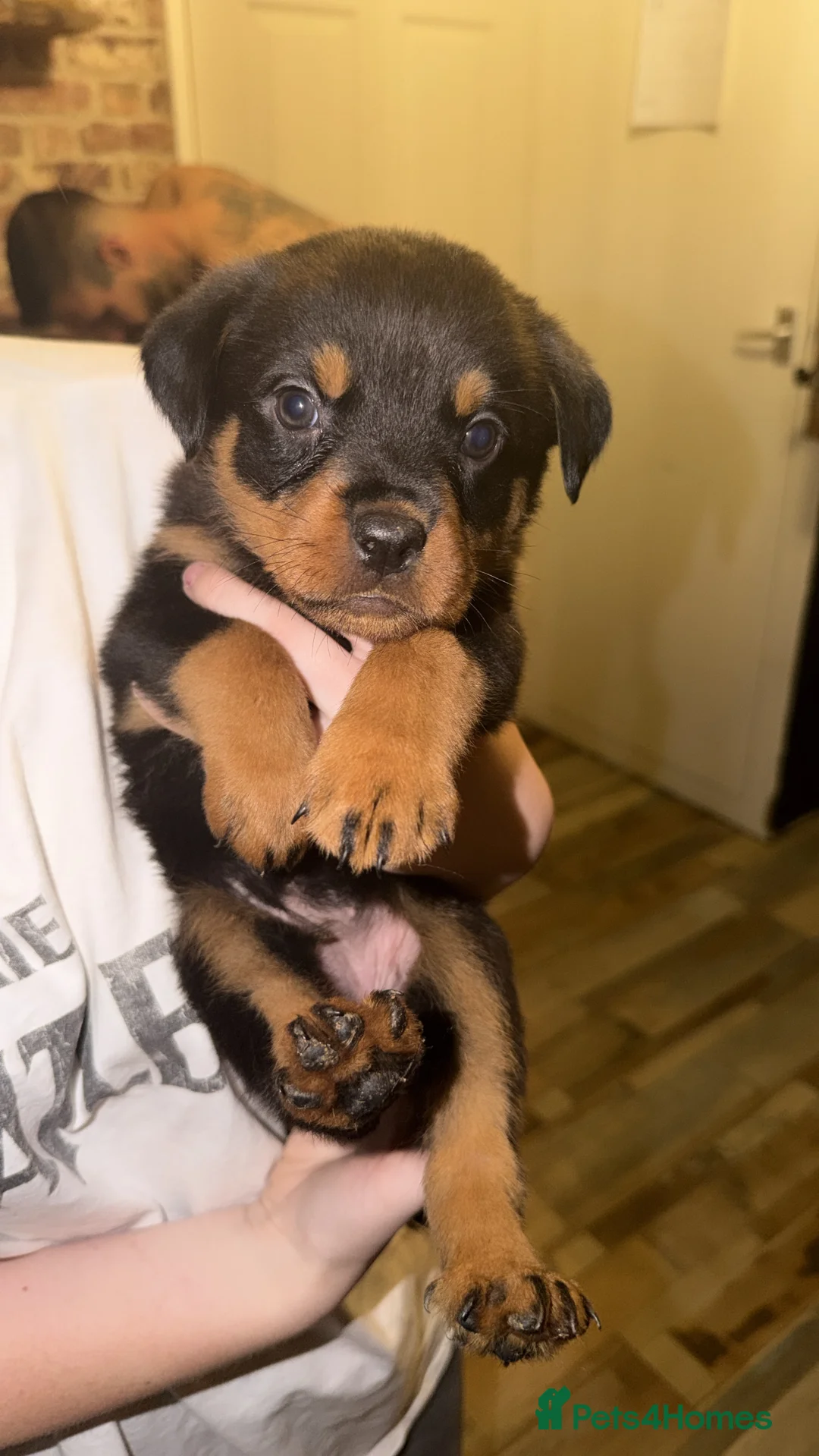 Rottweiler dogs for sale: Rottweiler puppies 1 boy 1 girl left  - Advert 2