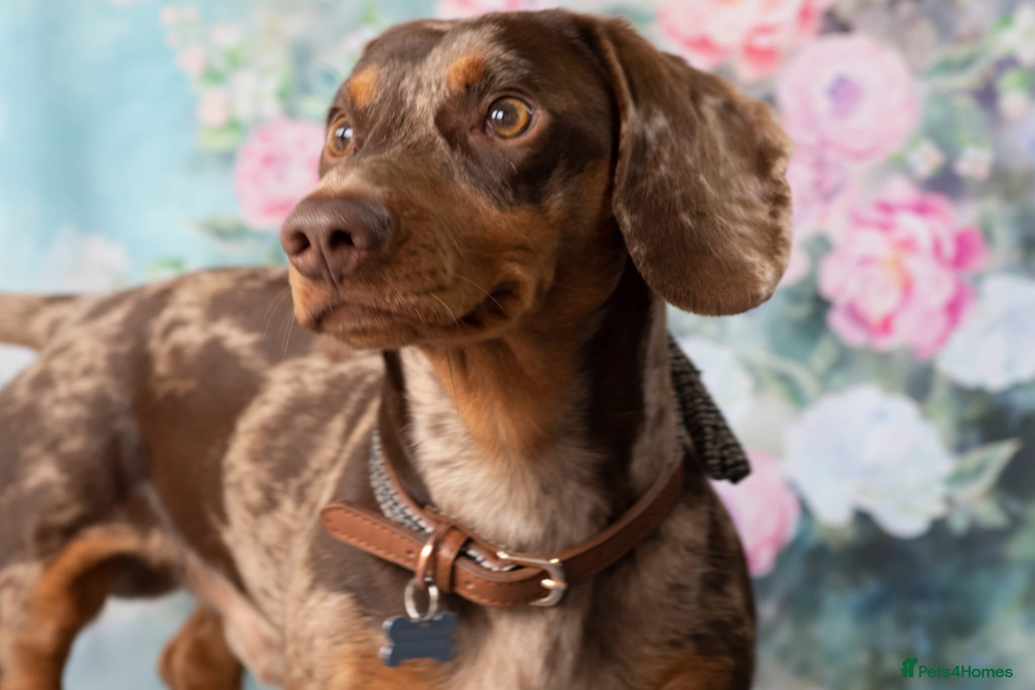 Dachshund dogs Standard Dapple Dachshund Stud - Advert 11