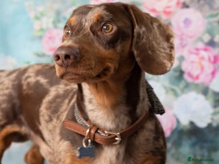 Dachshund dogs - Advert 1