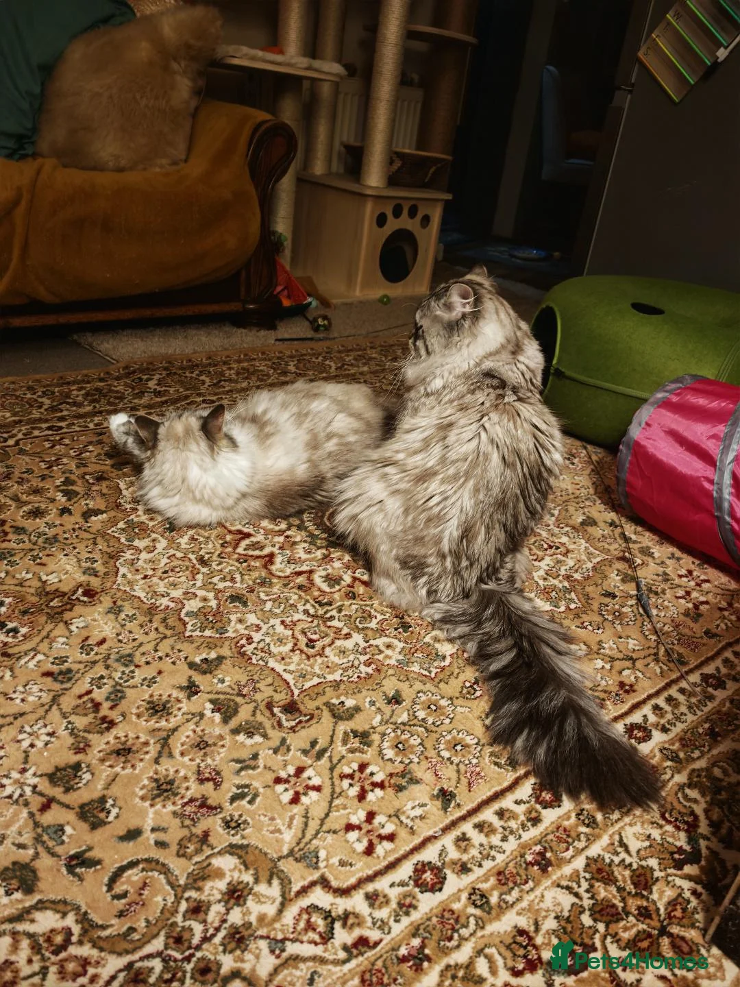 Siberian cats for sale: NM babies from GCCF/TICA parents - Advert 2