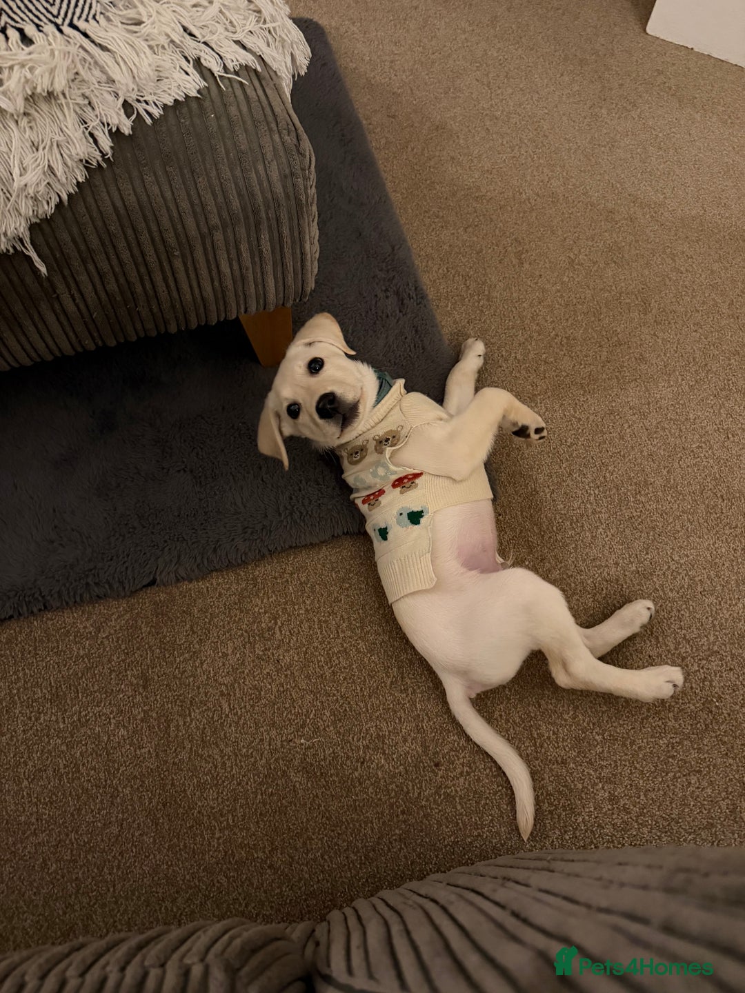 Labrador Retriever dogs for sale: Labrador puppy  - Advert 3