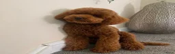 Sproodle dogs for sale: F1B sproodle puppies  - Advert 8
