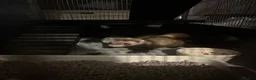 Ferret rodents for sale: Ferret kitts  in Tamworth - Advert 3