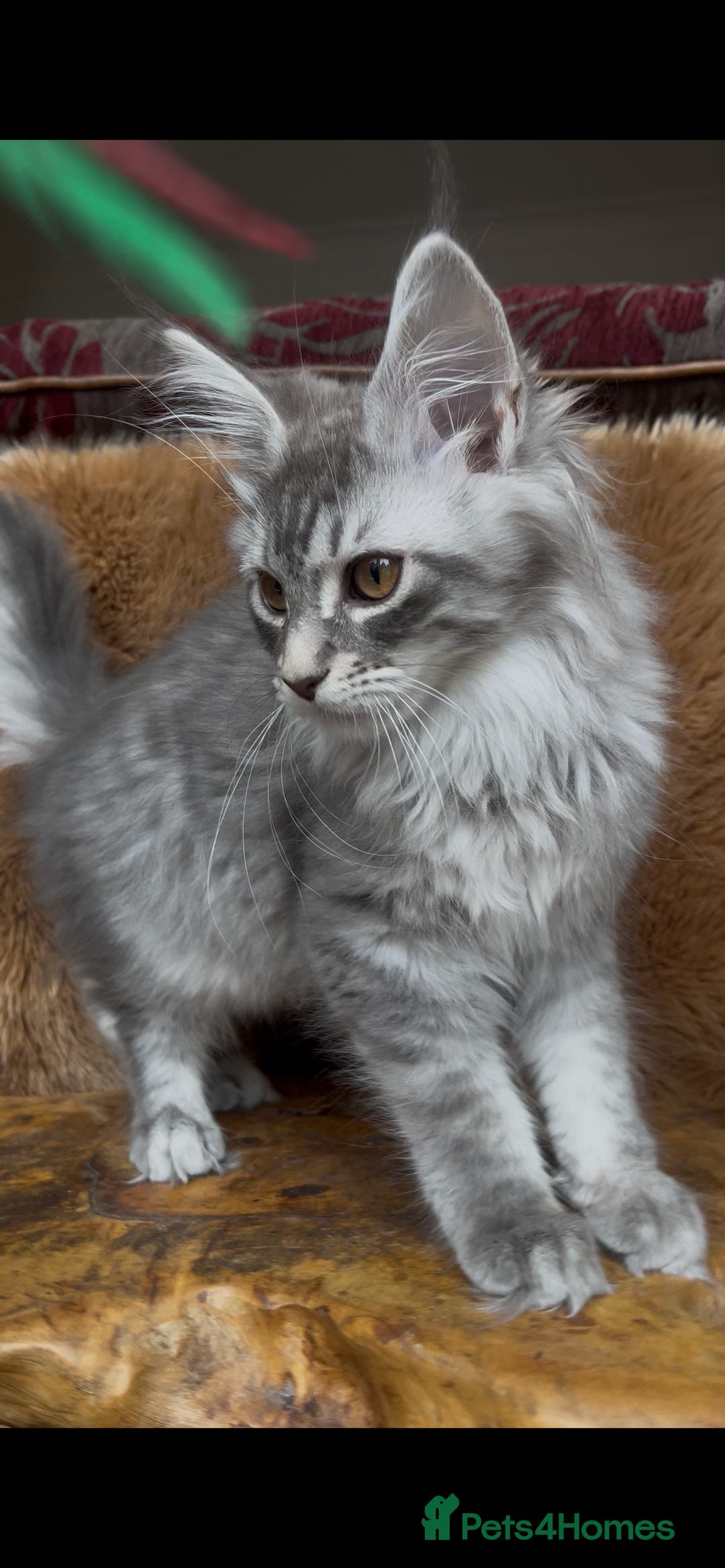 Maine Coon cats for sale: 🏆 PEDIGREE MAINE COON KITTENS GCCF 🏆  - Image 9