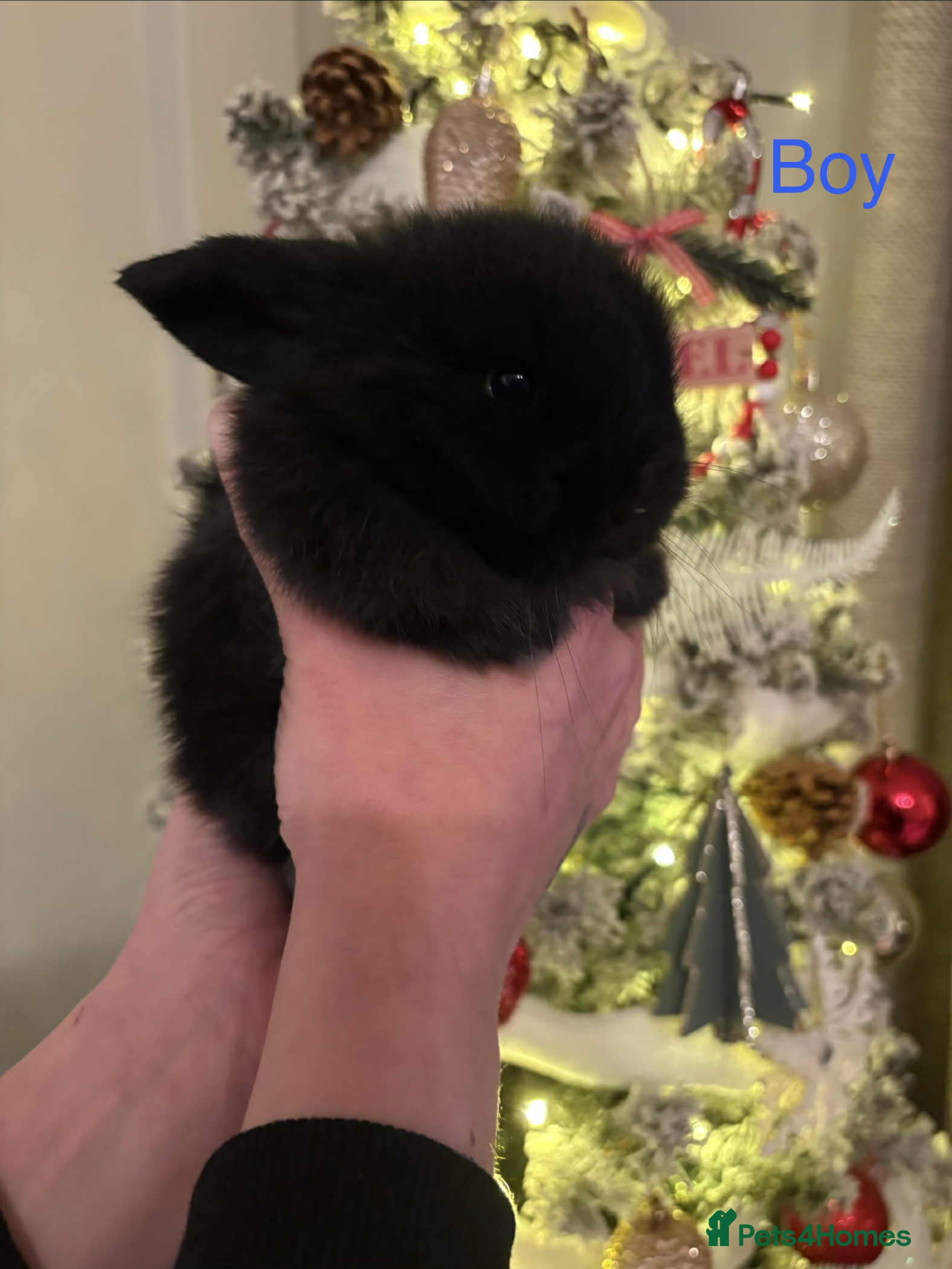 Mini Lop rabbits Black buck left now - Advert 13