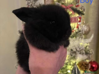 Mini Lop rabbits Black buck left now - Advert 13