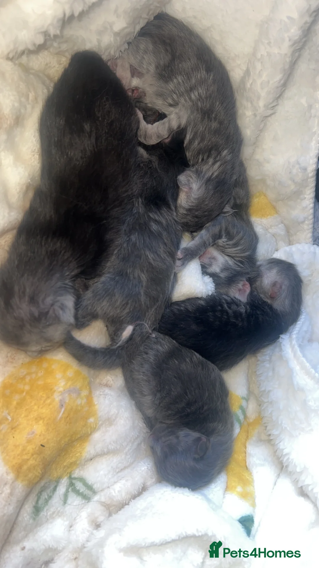 Maine Coon cats for sale: RUSSIAN BLOODLINE MAINCOON KITTENS - Advert 4