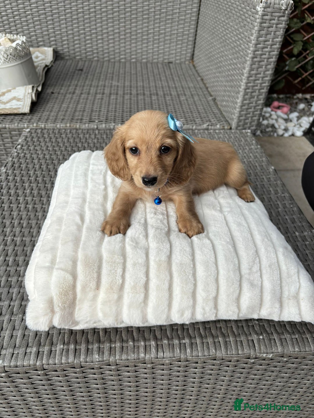 Miniature Dachshund dogs for sale: Long hair cream mini dachshund puppies 30th july in Liverpool - Image 12