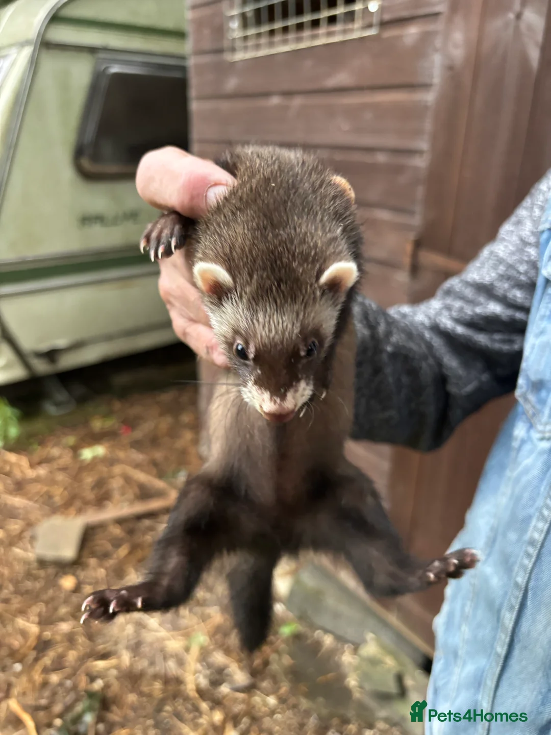 Gallery Image {{count}}