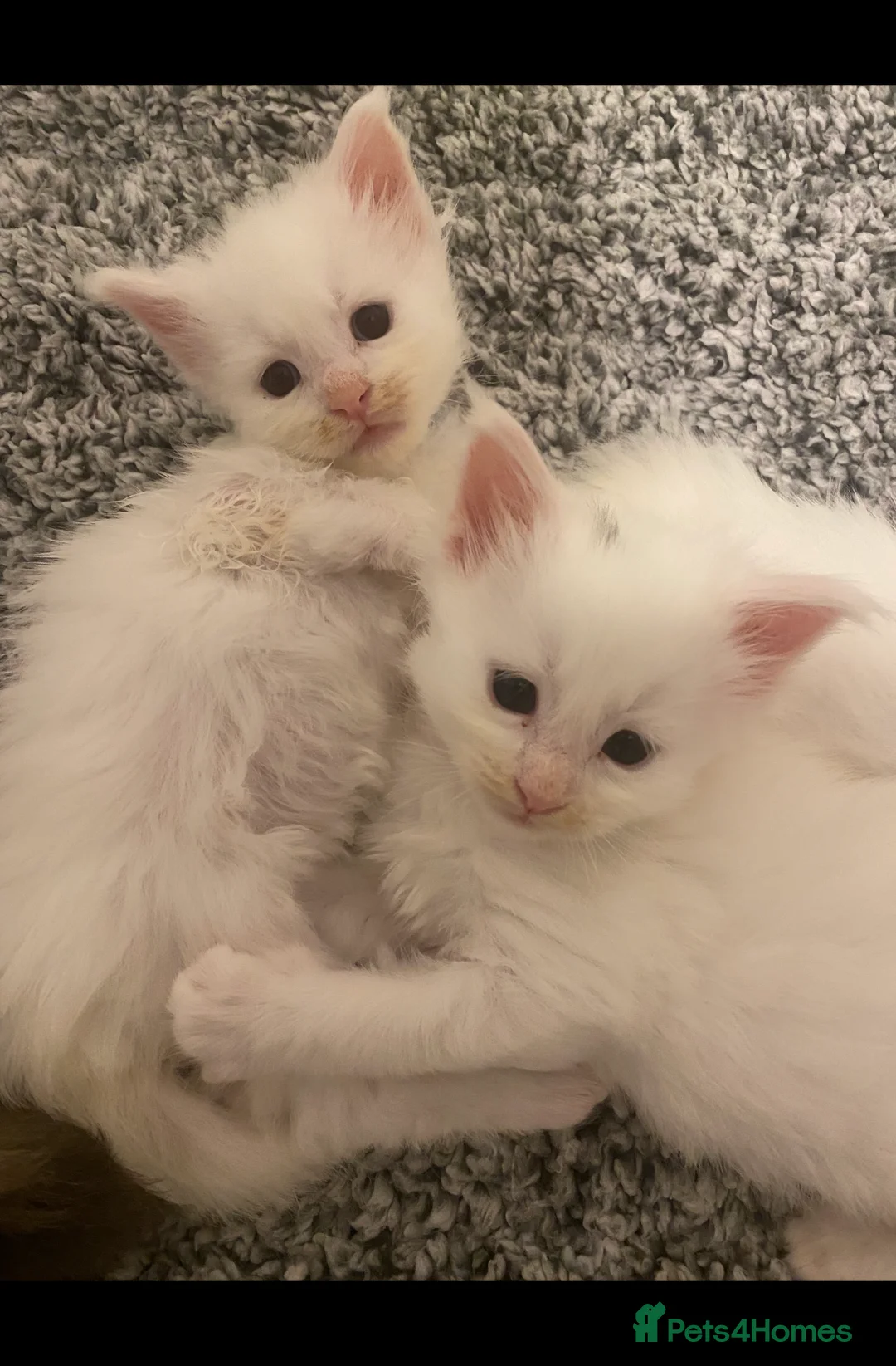 Maine Coon cats for sale: Beautiful GCCF Maine Coons  - Advert 12