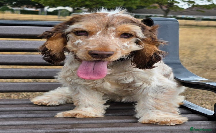 Cocker Spaniel dogs - Advert 11
