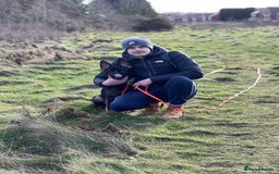 German Shepherd dogs for sale: Female German Shepherd - working line - Advert 26