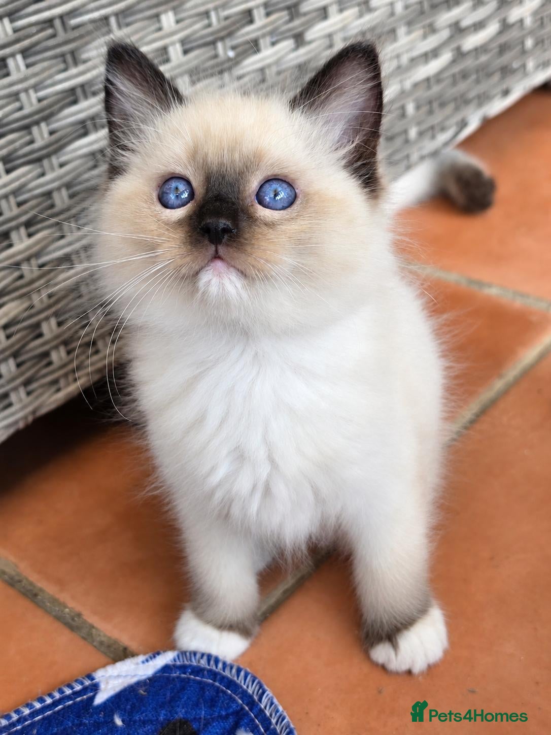 Ragdoll cats GCCF Reg. Ragdoll kittens. Ready now! - Advert 1