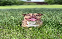 American Bulldog dogs for sale: Pocket bully female  - Image 3