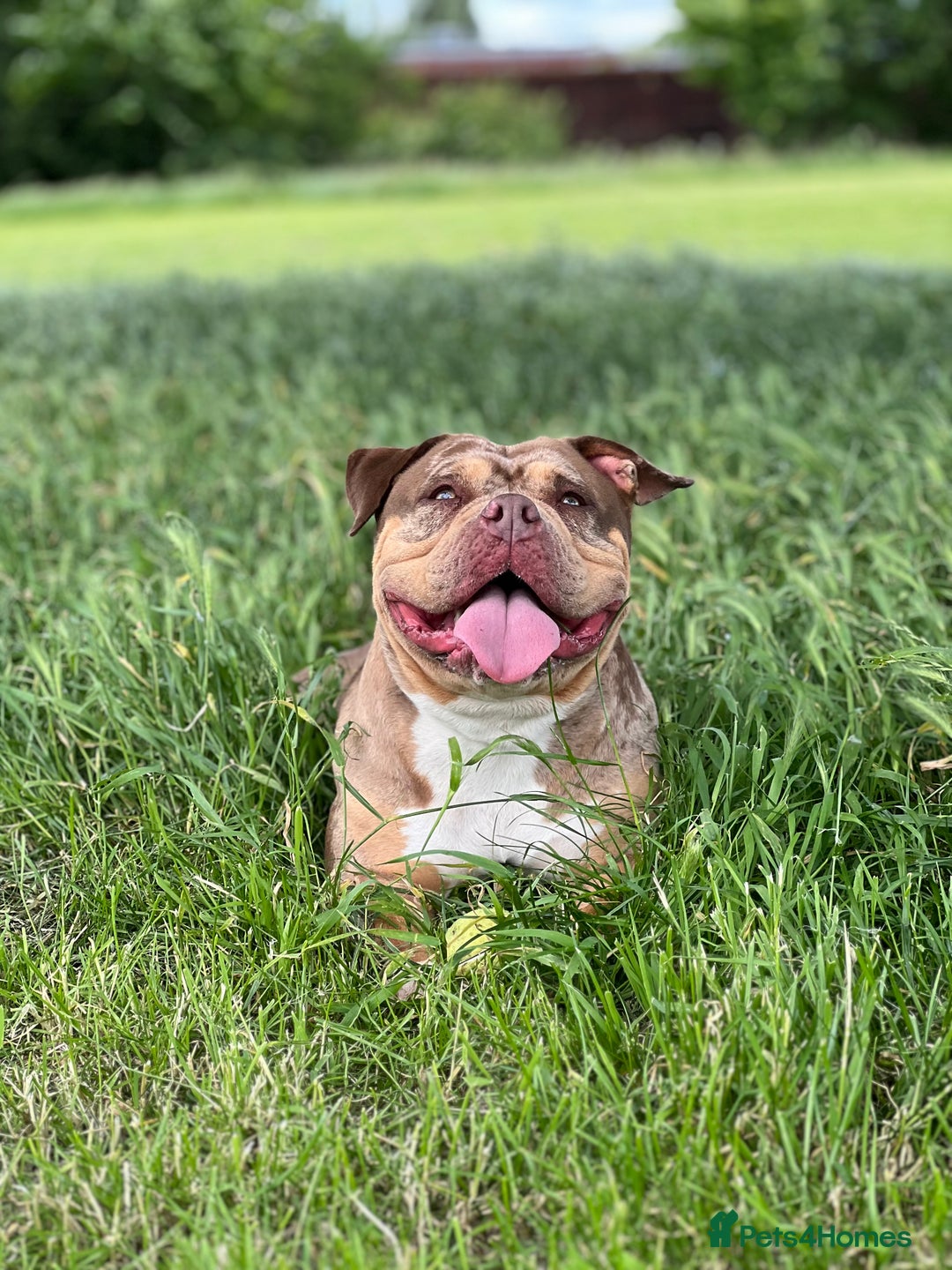 American Bulldog dogs for sale: Pocket bully female  - Image 3