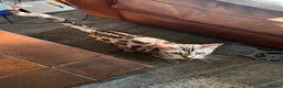 Bengal cats for sale: 12 month Bengal Boy in Sheffield - Advert 3