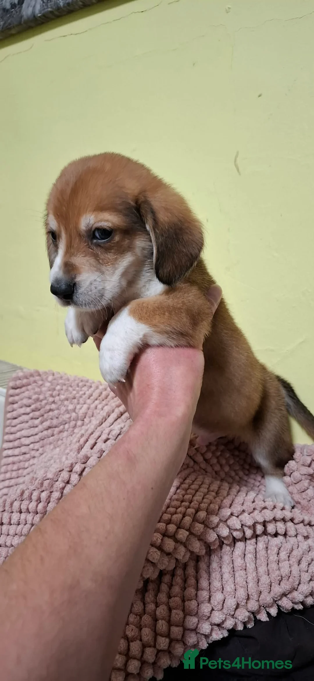 Mixed Breed dogs for sale: Beautiful Corgi cross basset pups 🐾 - Advert 30