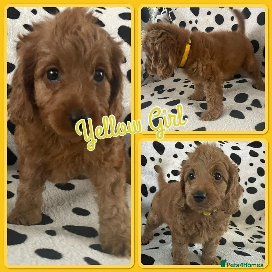 Cockapoo dogs for sale: Stunning F1 Cockapoo Puppies - Advert 2