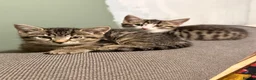 Mixed Breed cats for sale: Kittens for sale ready to go now.  in Gillingham - Advert 3