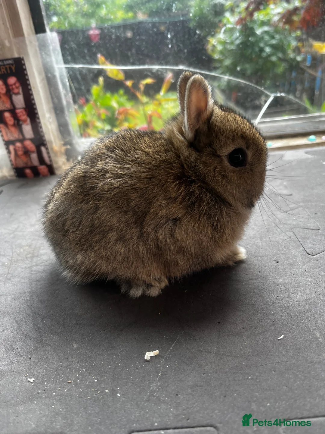 Netherland Dwarf rabbits for sale: Two agouti Netherland dwarf for sale - Advert 1