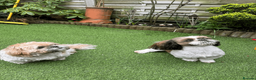 Shih Tzu dogs for sale: Pure-bred Shih tzu pups in Sutton - Advert 9