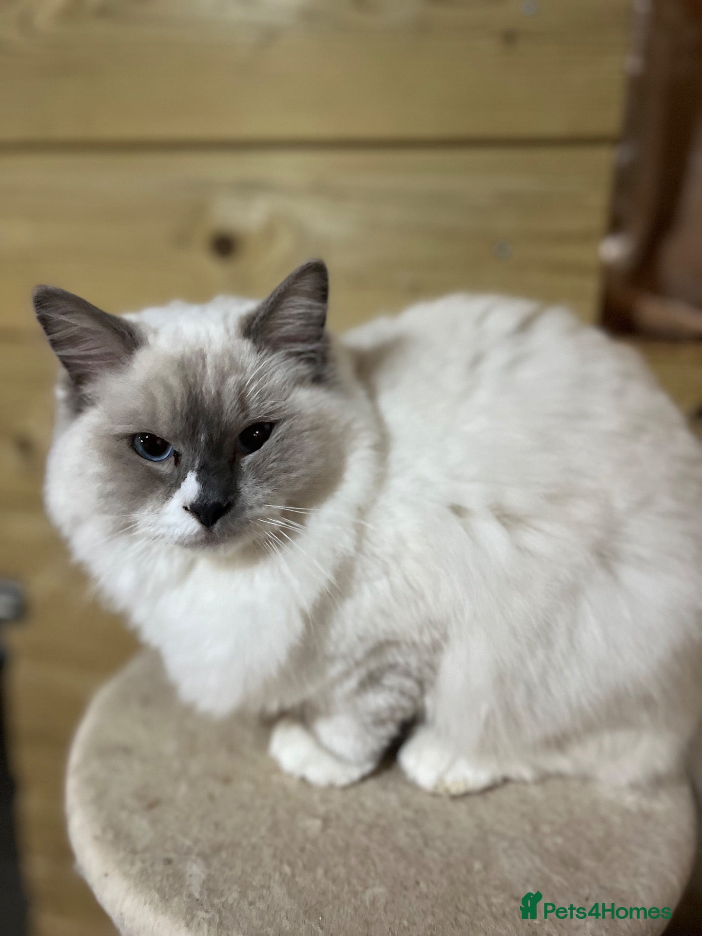 Ragdoll cats for sale: Gorgeous Tica male ragdoll kittens  - Advert 1