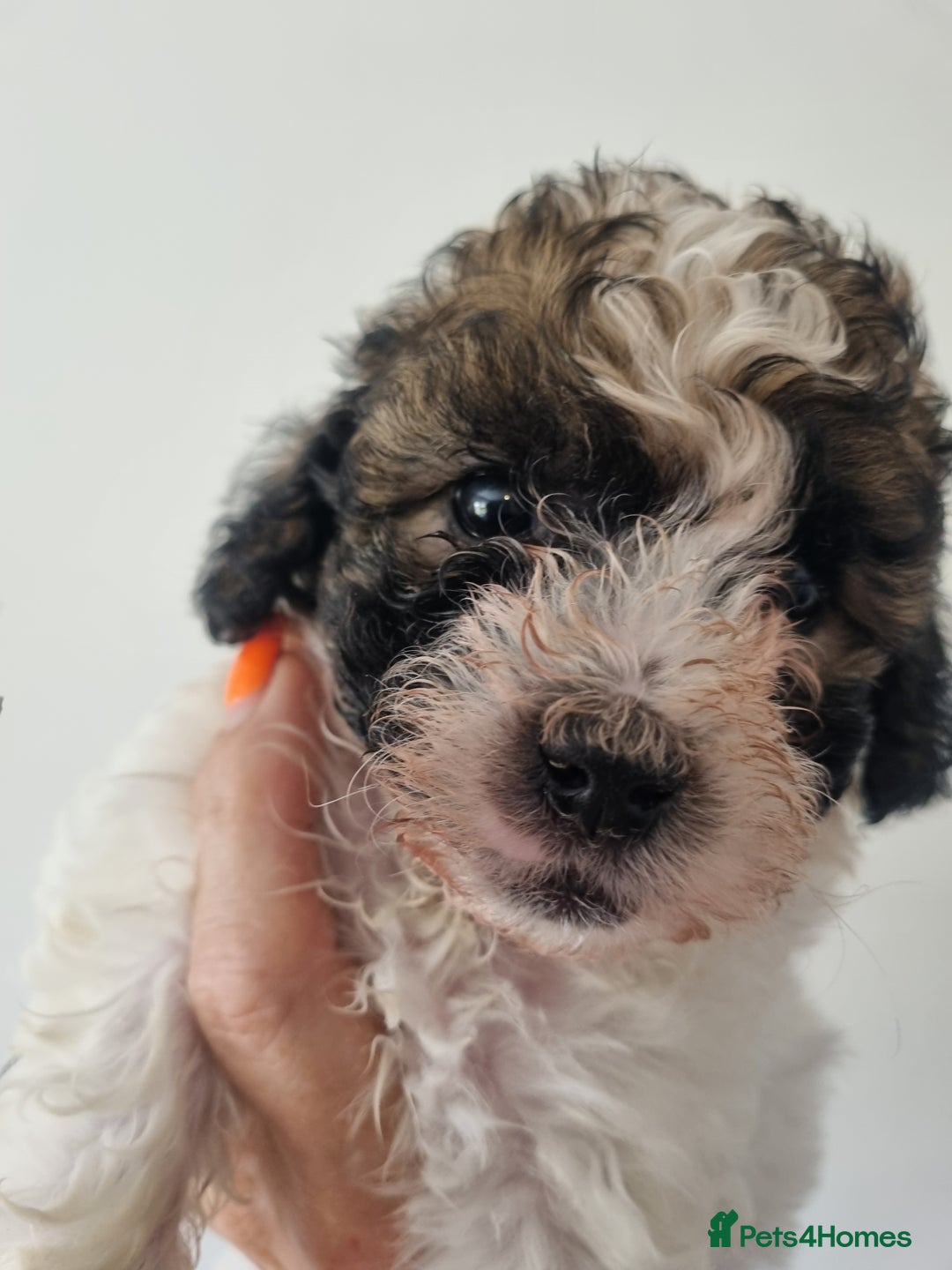 Maltipoo dogs for sale: Maltipoo's rare sable parti colours x4 - Image 14