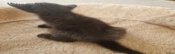 Mixed Breed cats for sale: Beautiful Domestic Shorthair Female Kitten - Advert 3