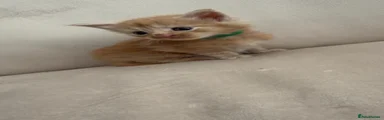 Maine Coon 3