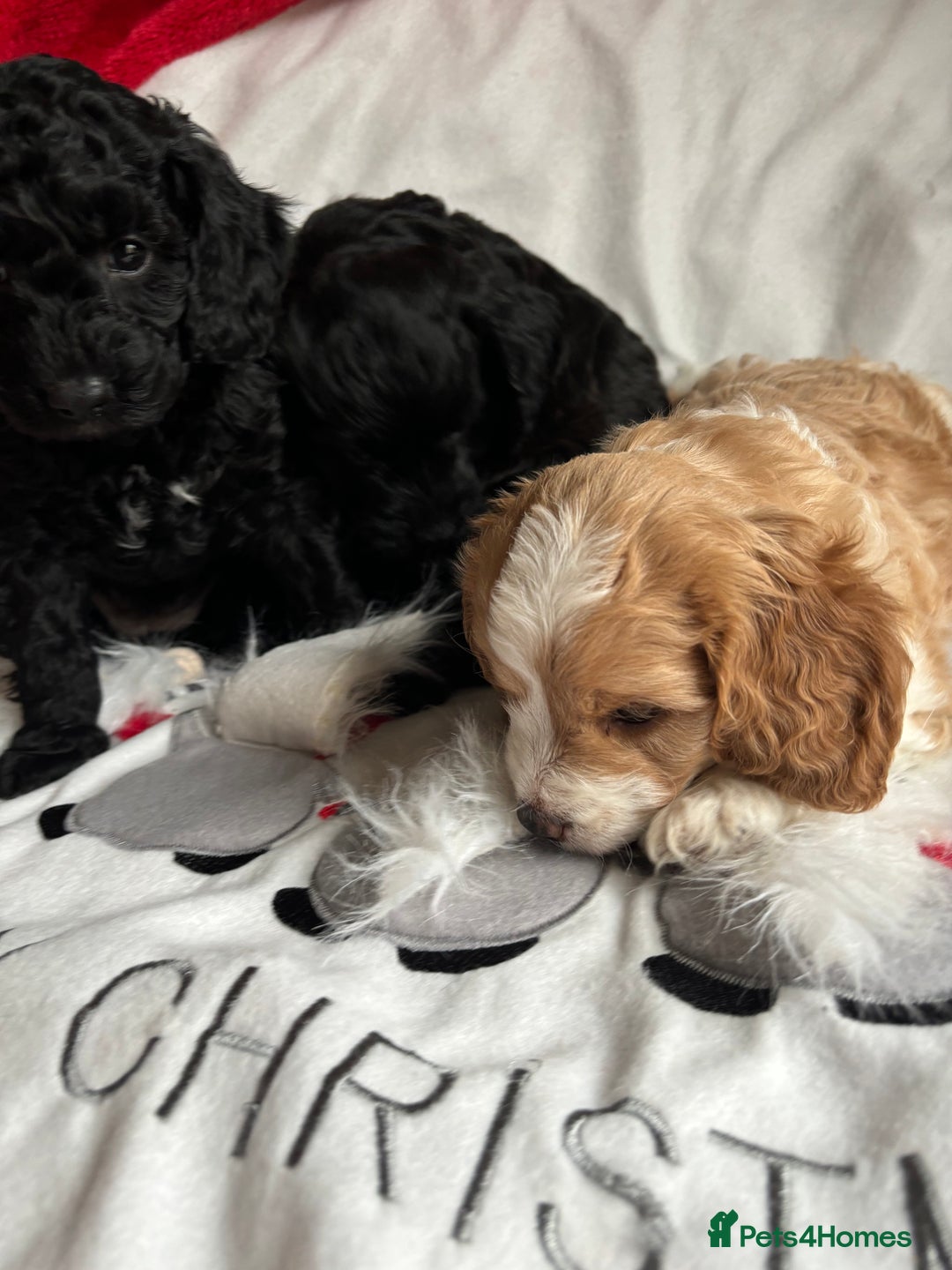 Mixed Breed dogs for sale: Sprockerpoo x cockerpoo pups - Advert 2