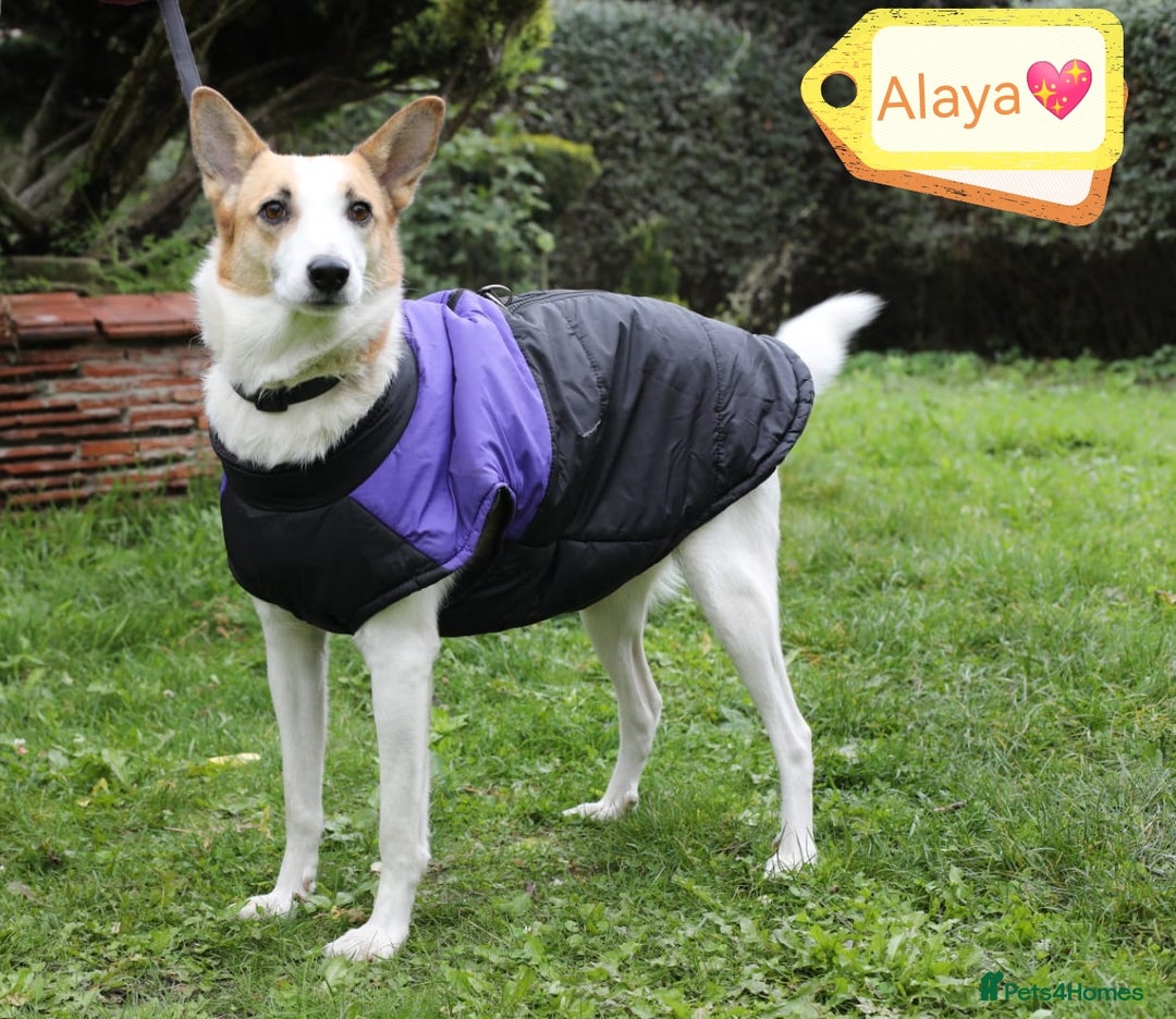 Mixed Breed dogs for adoption: 💖🐶 ALAYA 🐶💖 - Image 1