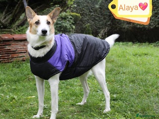 Mixed Breed dogs - Advert 5