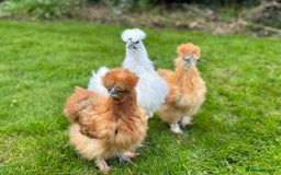 Chickens poultry for sale: Bantams and Pekins for sale - Image 2
