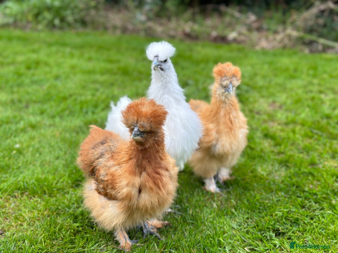 Chickens poultry for sale: Bantams and Pekins for sale - Image 2