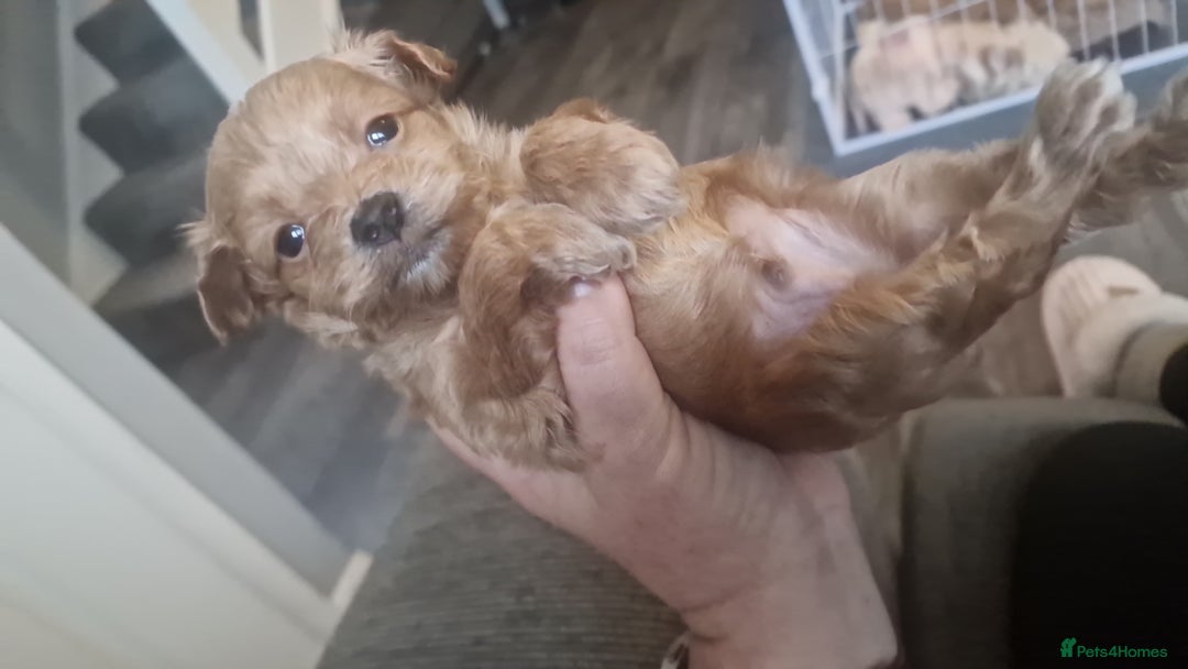 Chipoo dogs for sale: Asian chipoo  - Advert 4