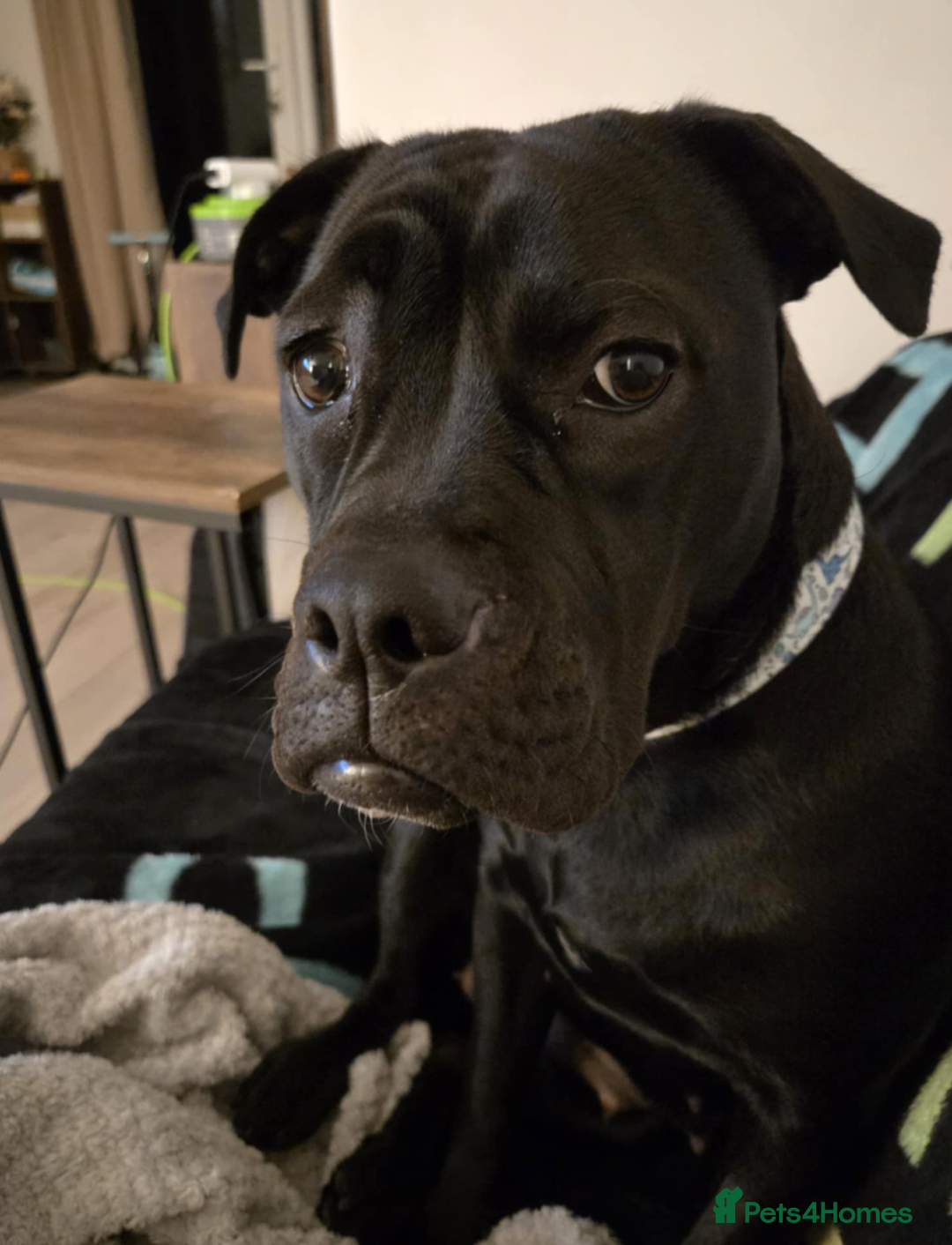 Mixed Breed dogs for sale: Adorable English Bulldog x Labrador – 1 Year Old - Image 2