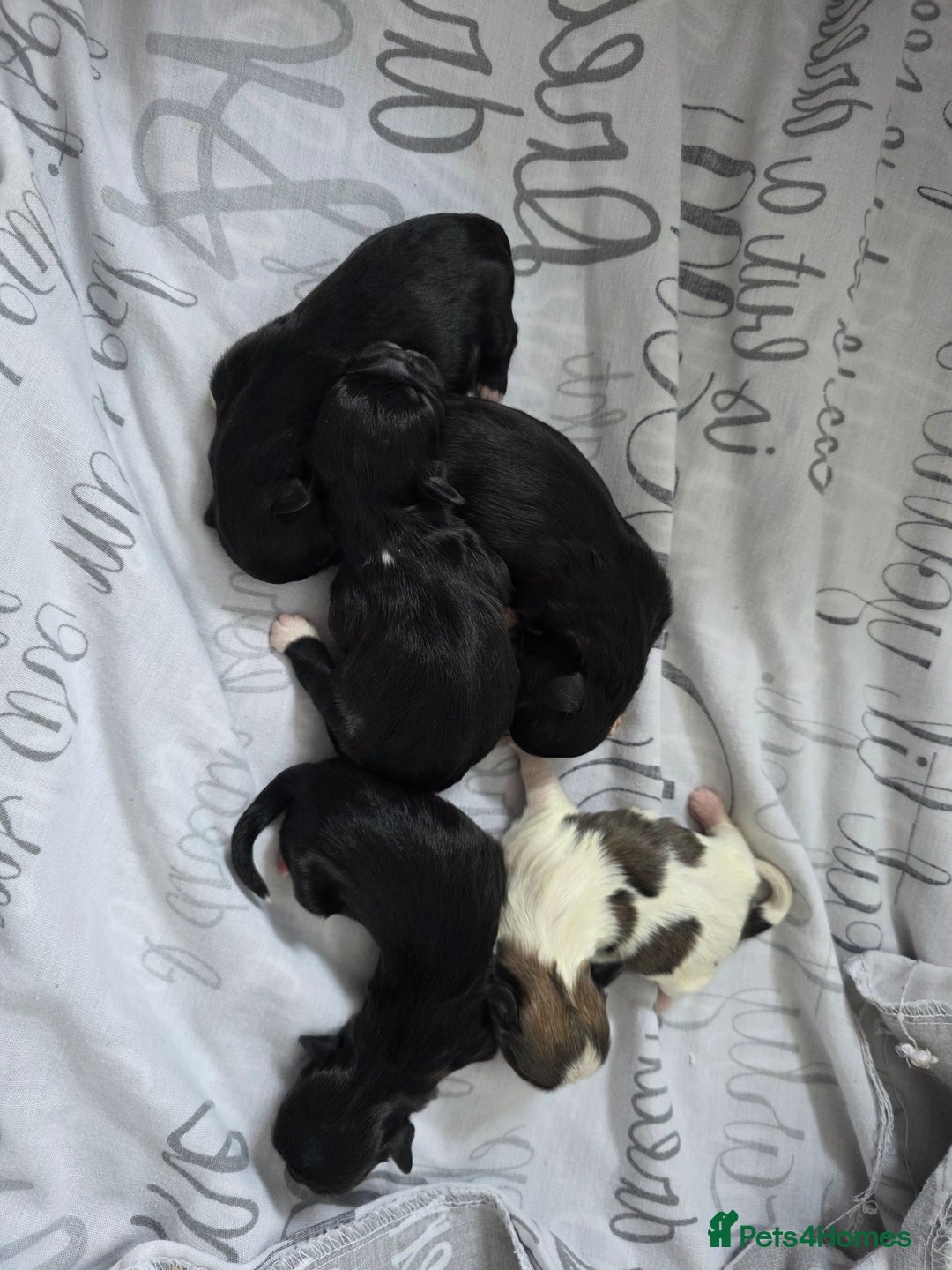 Shih Tzu dogs for sale: Shih tzu pups - Advert 4