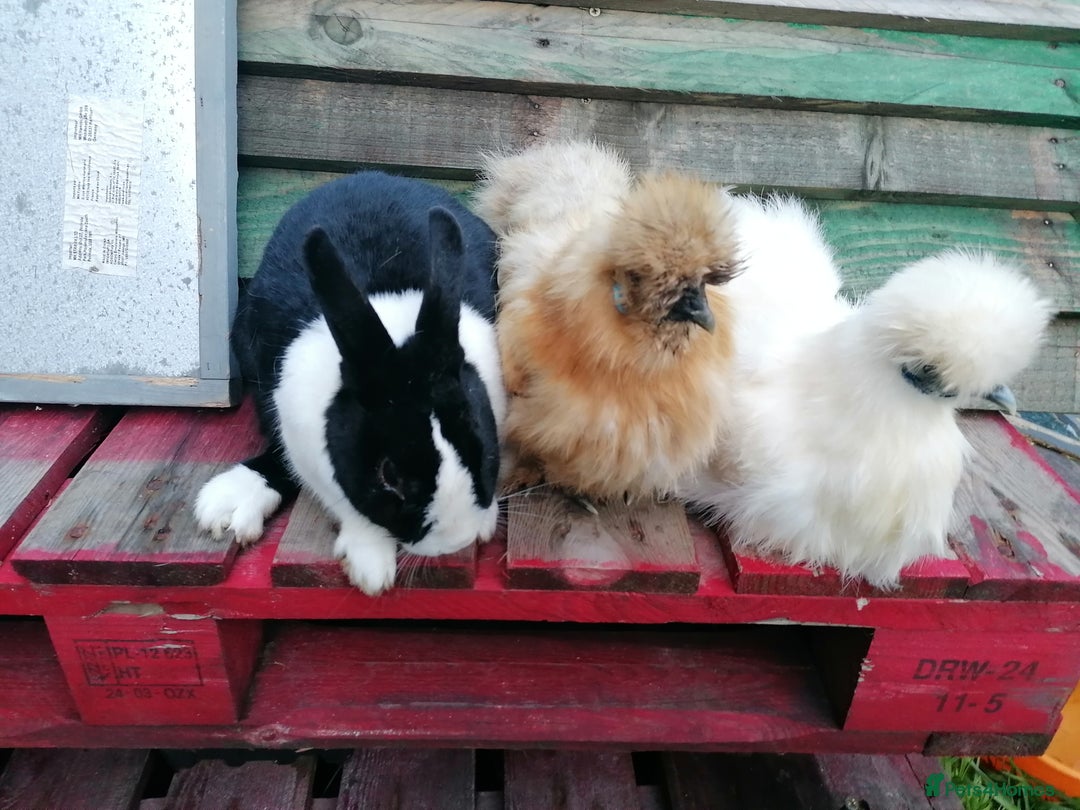 Chickens poultry for sale: Two silkies  - Advert 3