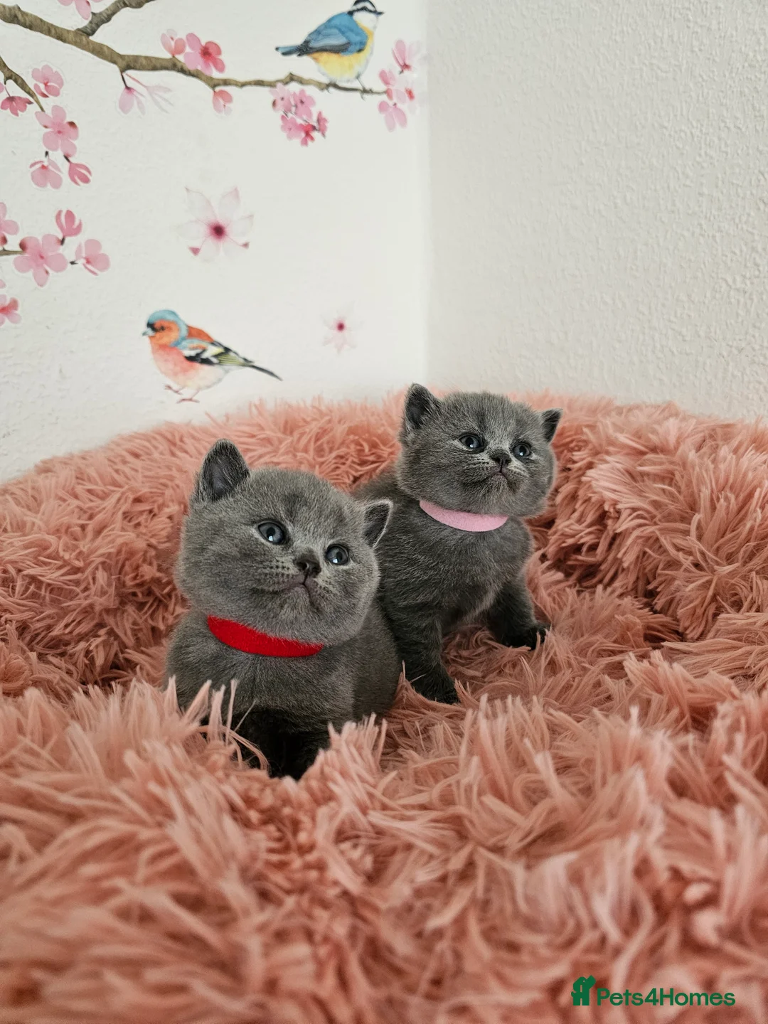 British Shorthair cats for sale: Gccf British shorthair kittens - Advert 6