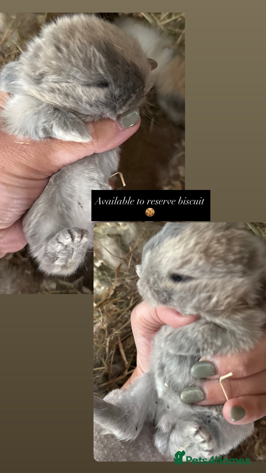 Mini Lop rabbits Beautiful mini lops 💕💙🐰 - Advert 2