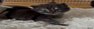 British Shorthair 4