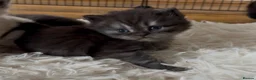 British Shorthair cats for sale: Stunning bsh kittens for sale  - Advert 9