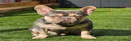French Bulldog dogs for stud: Lilac and tan carrying cream, testable &amp; fluffy in Motherwell - Advert 4