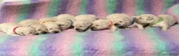 Golden Retriever dogs for sale: White show lines retriever puppies  - Advert 4