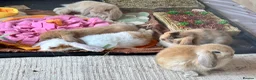 Mini Lop rabbits for sale: Baby Mini lops - indoor homes only  - Advert 22