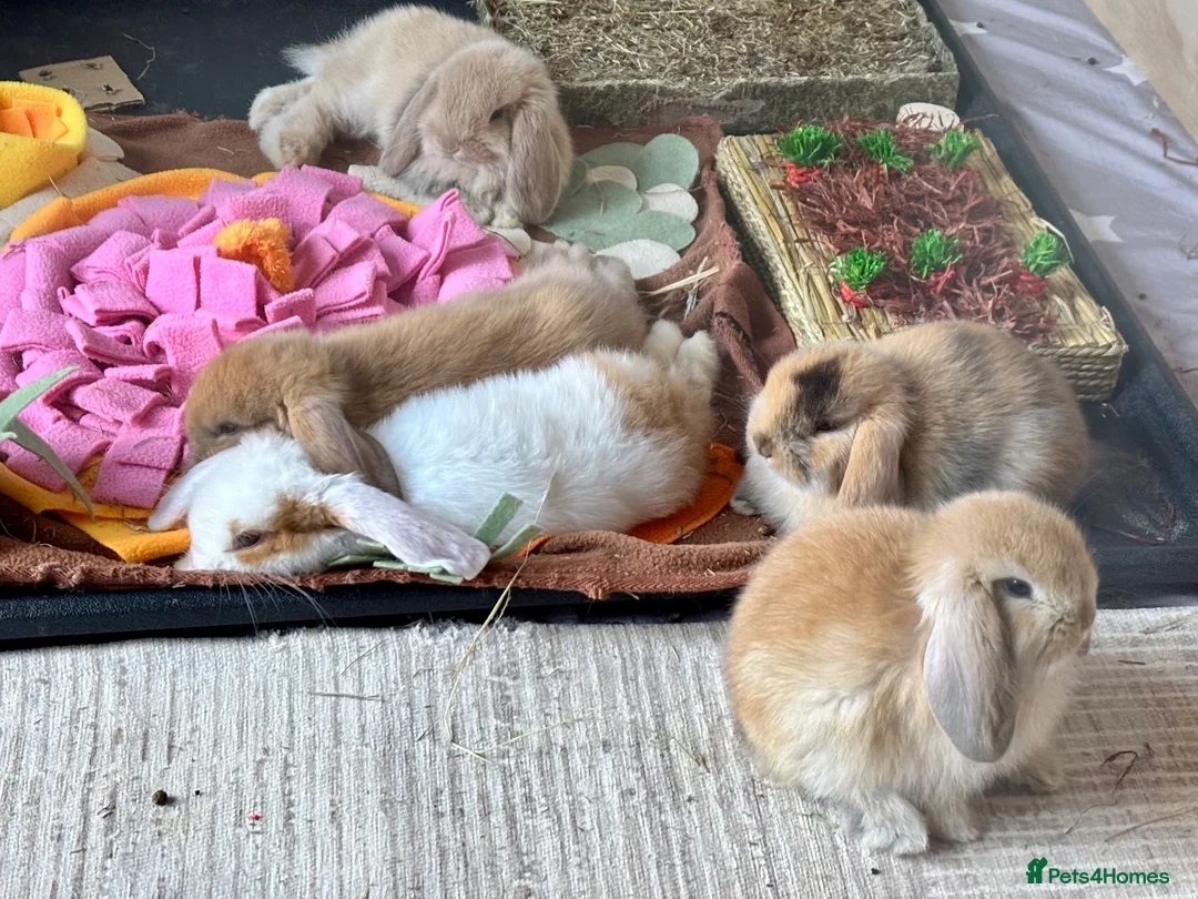 Mini Lop rabbits for sale: Baby Mini lops - indoor homes only  - Advert 22