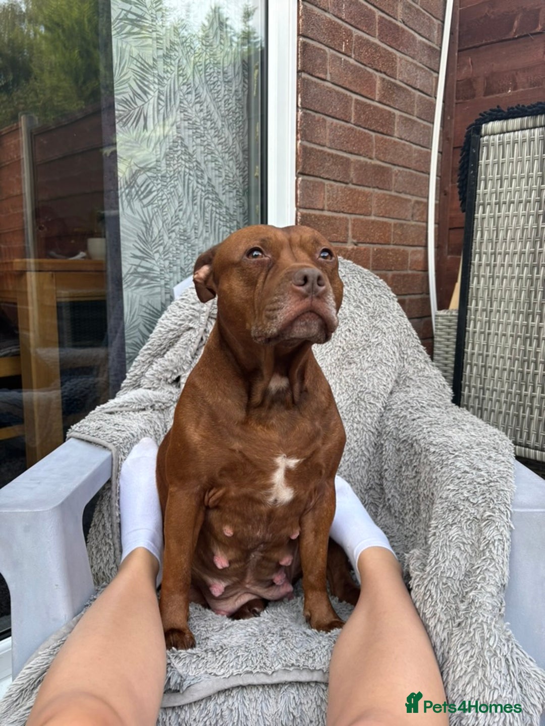 Staffordshire Bull Terrier dogs for sale: Beautiful Staffordshire Bull Terrier Puppies - Image 16