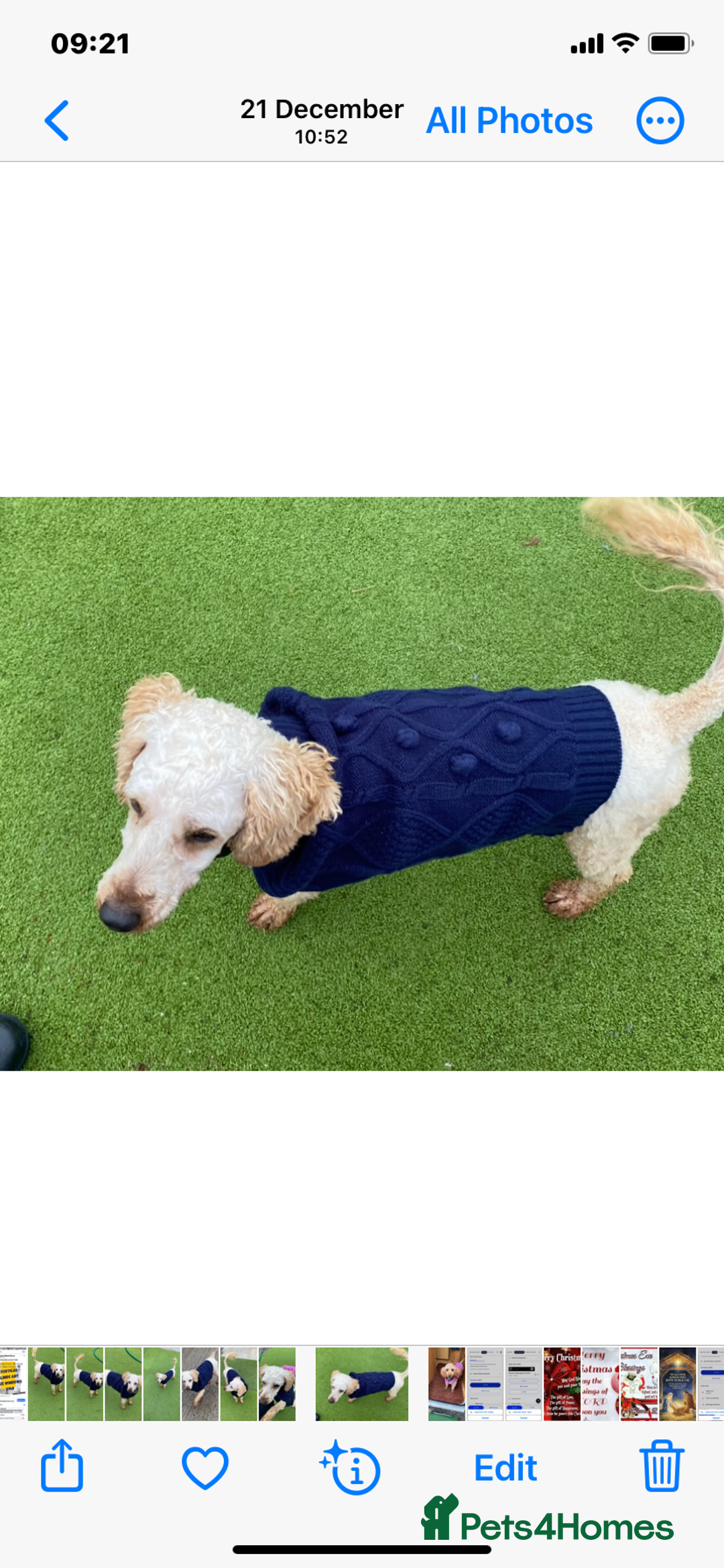 Miniature Poodle dogs for sale: Apricot miniature poodle girl - Advert 2