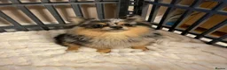 Pomchi dogs for sale: Beautiful Blue/Tan Pomeranian Merle Girl  - Advert 11