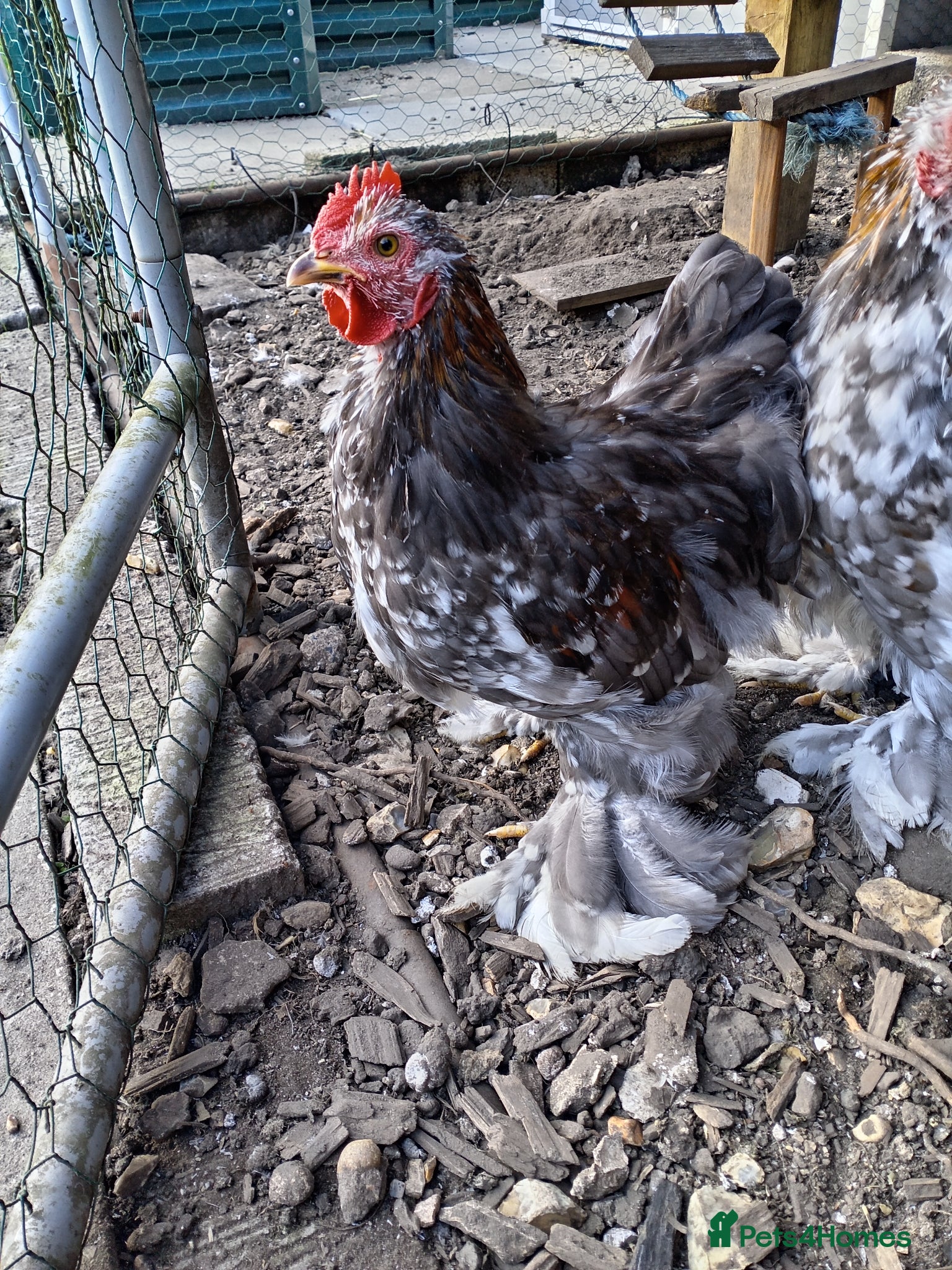 Chickens poultry Mixed Colour Pekin Cockerels - Advert 3